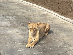 -北京野生动物园
