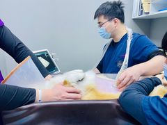 -关爱宠物医院·猫科中心·消化科(滨湖万达分院)
