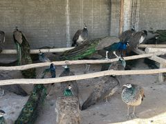 -秦皇岛野生动物园