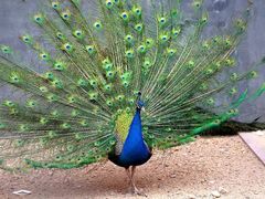 -太阳部落