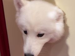 -和它·交个朋友·狗咖猫咖(爱琴海店)