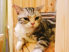 -猫色咖啡·猫咖