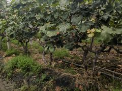 -马陆小张葡萄园农家乐