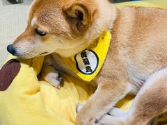 -逗柴咖啡屋·狗咖猫咖宠物桌游