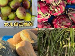 -菊园百果园