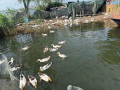 -白洋淀景区