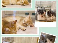 -飞行喵MR PILOT|猫舍·猫咖(静安大融城店)