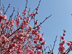 -香雪海