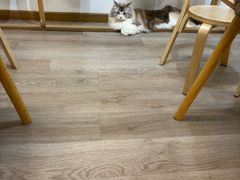 -柴迷FANS CLUB·柴犬狗咖·猫咖