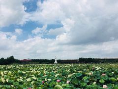 -荷塘月色湿地公园·向阳花洲