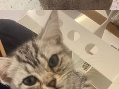 -猫域·湾主题猫咖·宠物吧(南坪城市广场店)