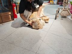 -FAELING PETS美天灵宠物(富力广场店)