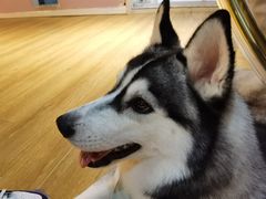 -Husky Go! 哈士奇体验馆·宠物咖啡厅狗咖