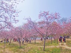-天适樱花悠乐园