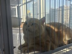 -喵百万·布偶·蓝金金渐层英短·猫舍(百子湾店)