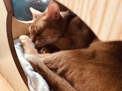 -猫小院猫主题咖啡厅(北锣店)