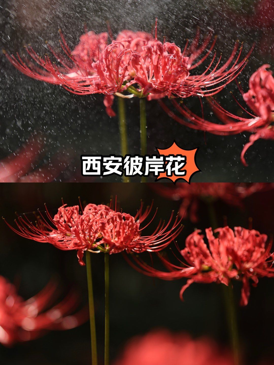 浐灞国家湿地公园彼岸花开!