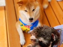 -喜茶(深圳喜荟城店)