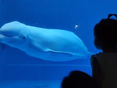 -芜湖新华联大白鲸海洋公园