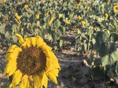 -汉长安城未央宫国家考古遗址公园