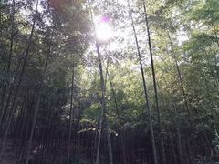 -杭州半山国家森林公园