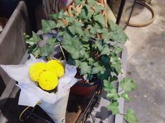 -植物学家的女儿(北马道巷店)