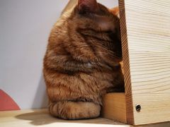 -滚猫咖啡·猫咖·猫友好撸猫(未来城店)