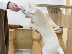 -Heymao猫咖.咖啡厅(东门店)