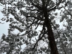 -龙苍沟森林公园