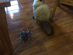 -喵园·猫主题咖啡厅·撸猫·猫咖(国贸店)