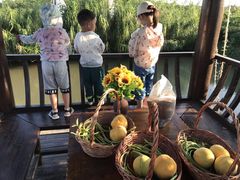-樂桃源奉贤黄桃种植采摘基地