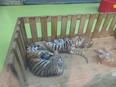 -栾川竹海野生动物园