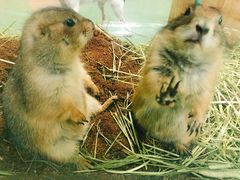 -藦茜花园宠物主题亲子互动体验馆(国顺东路店)