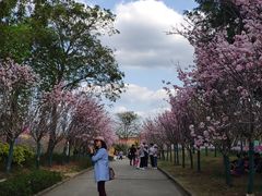 -天适樱花悠乐园