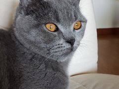 -康成宠物医院24H·CT·核磁共振
