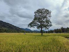 -塔川景区