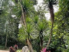 -中国科学院西双版纳热带植物园
