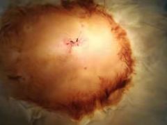 -瑞派动物医院·猫专科·至诚(江南中分院)