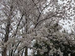 -古乐牛香·鲜牛肉牛杂火锅(新区店)