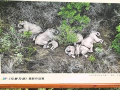 -野象谷景区