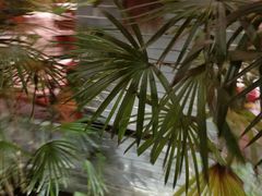 -三道苗苗鱼·美蛙黄辣丁(八里店)