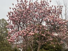 -武汉大学-樱园