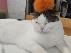 -喵园·猫主题咖啡厅·撸猫·猫咖(国贸店)