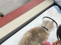 -御宝贝24h宠物医院·转诊中心·CT核磁血透中心(厦门总院)