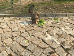 -哈尔滨北方森林动物园