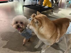 -百好乐宠物友好餐厅(朝外大街店)