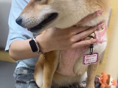 -美联众合动物医院·24h转诊中心