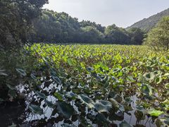 -八卦田遗址公园