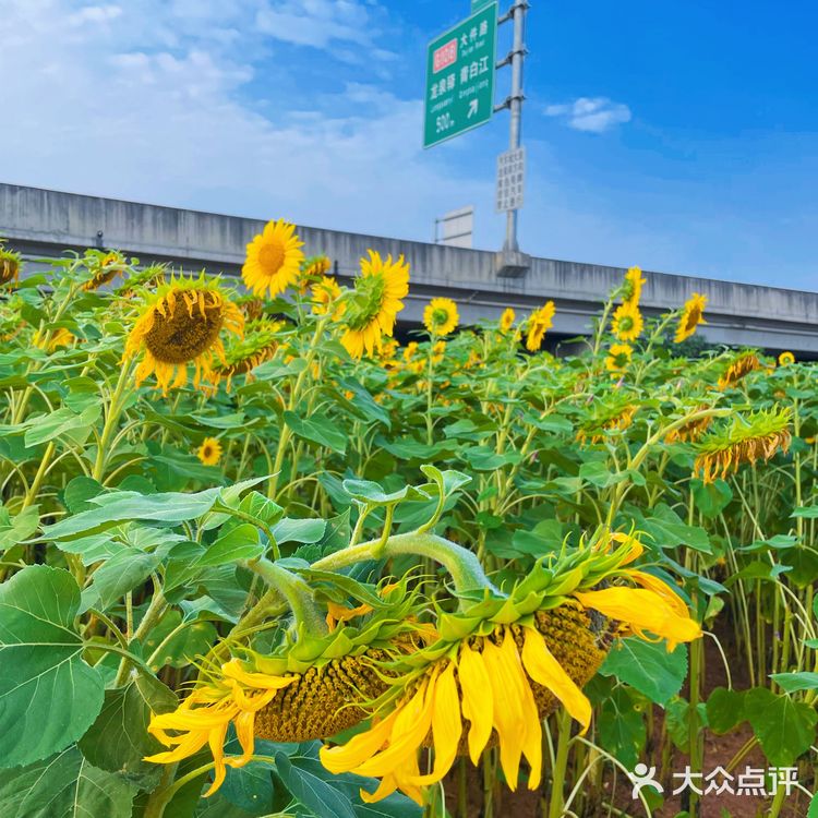 比姚明高的向日葵🌻花海