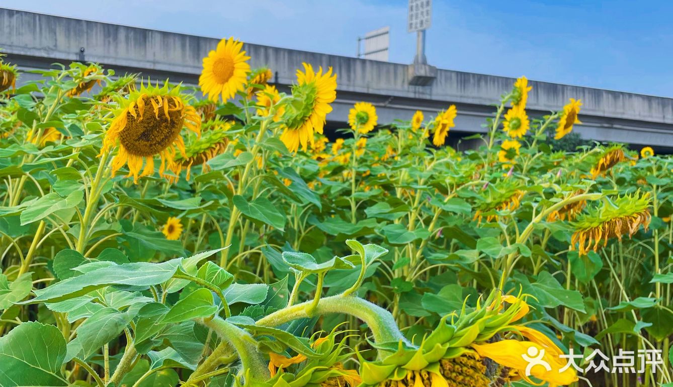 比姚明高的向日葵🌻花海
